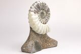 Calcite-Replaced Ammonite (Aegasteroceras) Fossil - England #206483-2